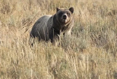 Hiker Attacked by Grizzly in Yellowstone Air Lifted to Trauma Center