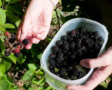 In Search Of: Scrumptious Bakes to Utilize a Glut of Homemade Jam