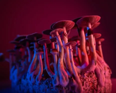 About Psychedelics by the Author: A Philosophical Journey into Consciousness Expanders
